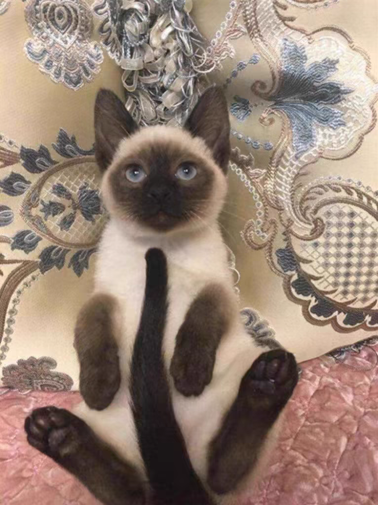 猫舍直销批发价格出售暹罗猫